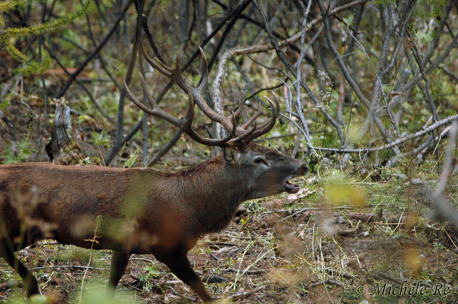 PASSIONE PER IL CERVO